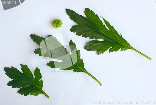 Image of geranium leaves and flower