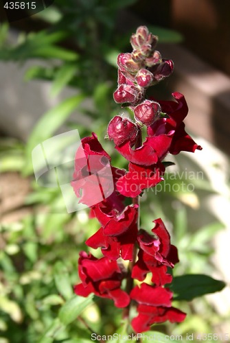 Image of snapdragon