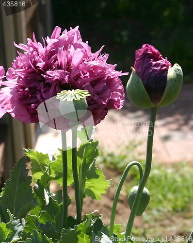 Image of poppies