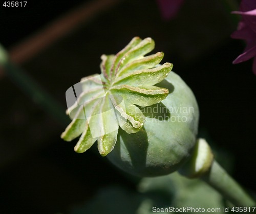 Image of poppies seedhead