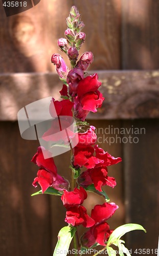 Image of snapdragon