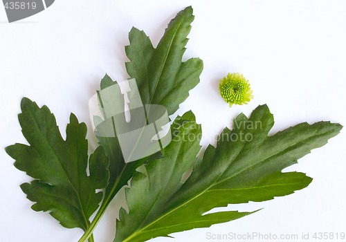 Image of geranium leaves and flower