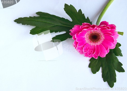 Image of zinnia and leaves