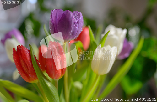Image of Tulips bouquet with dew