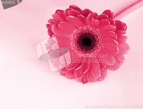 Image of zinnia