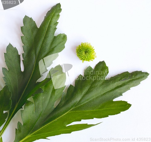 Image of geranium leaves and flower