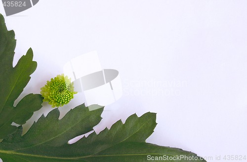 Image of geranium leaves and flower