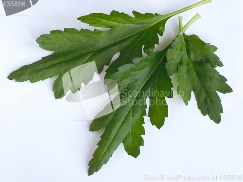 Image of geranium leaves and flower