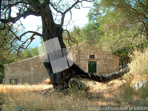 Image of old olive tree