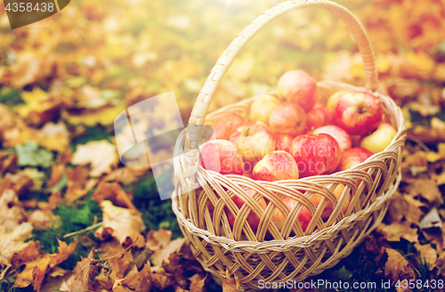 Image of wicker basket of ripe red apples at autumn garden