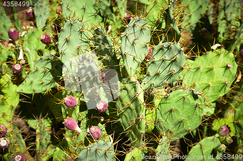 Image of Wild plant of cactus