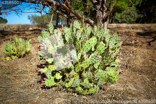 Image of Wild plant of cactus