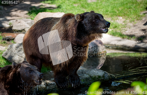 Image of Brown bear (Ursus arctos)