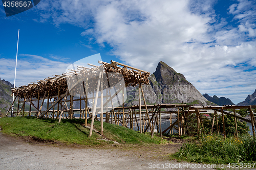 Image of Fish heads drying on racks