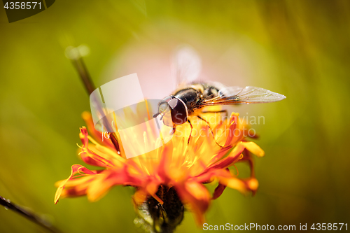 Image of Wasp collects nectar from flower crepis alpina