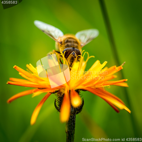 Image of Wasp collects nectar from flower crepis alpina