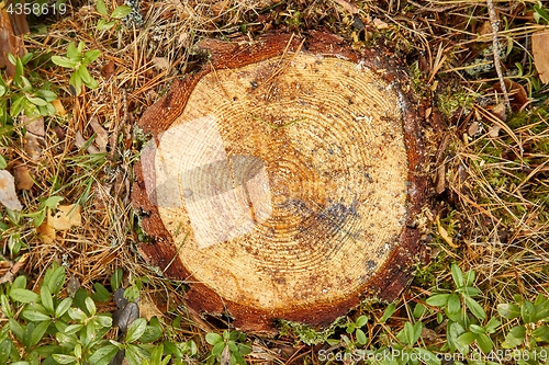 Image of Tree trunk texture