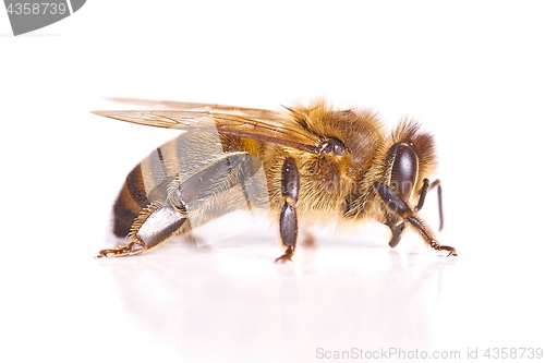 Image of Bee on white background