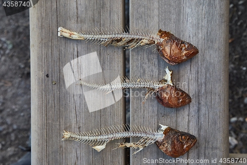 Image of Fried fish leftovers