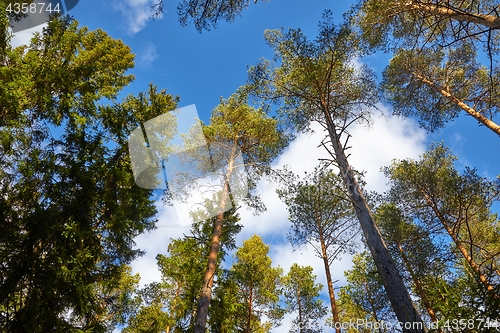 Image of Tall pine trees