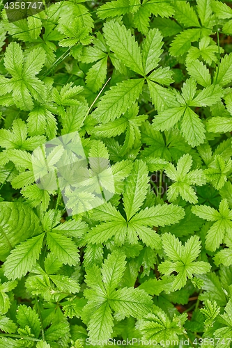 Image of Lush Green Leaves