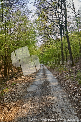 Image of Forest walking route