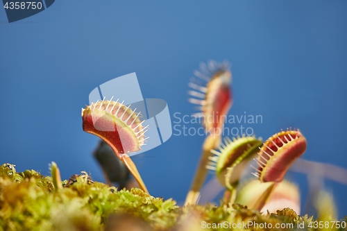 Image of Venus flytrap carnivorous plant