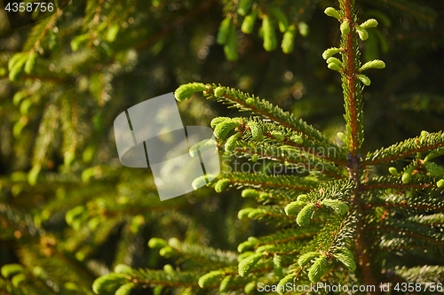 Image of Pine Tree Closeup