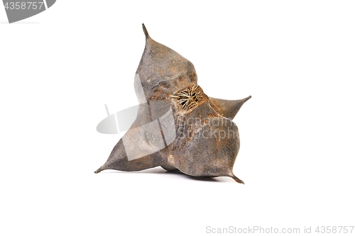 Image of Water caltrop seed