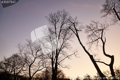 Image of Bare tree branches