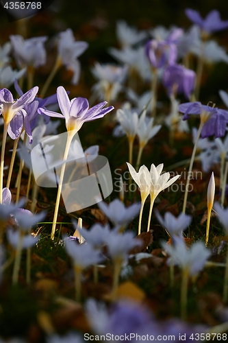 Image of Flowers in breeze