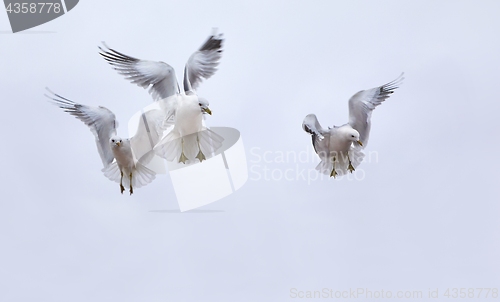 Image of Seagulls in air