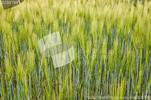 Image of Wheat field closeup