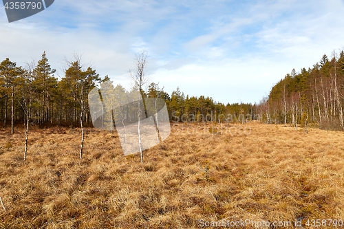 Image of Swamps in Finland