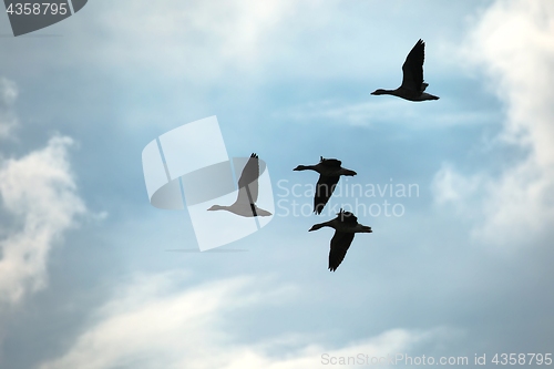 Image of Geese Flying Up