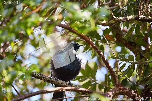 Image of Tui bird in the trees