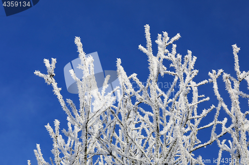 Image of Hoarfrost on Treestops against Blue Sky