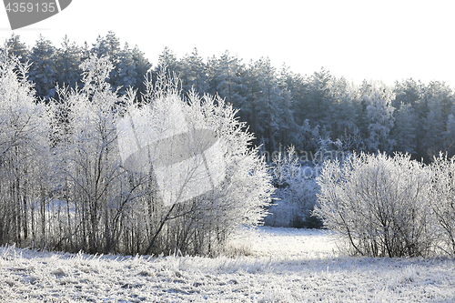 Image of Winter Day with Hoarfrost