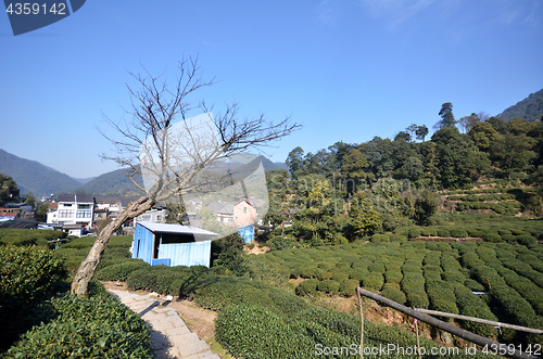Image of Chinese Longjing tea plantation