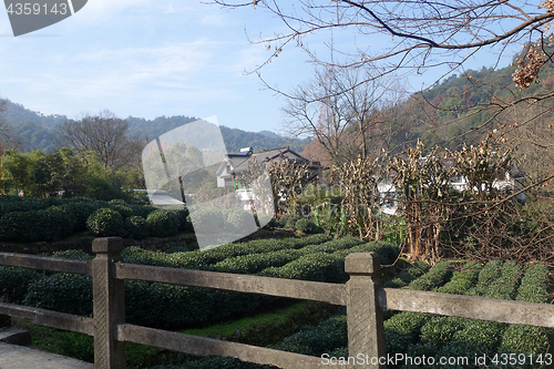 Image of Chinese Longjing tea plantation in Hangzhou