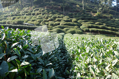 Image of Green Chinese Longjing tea plantation