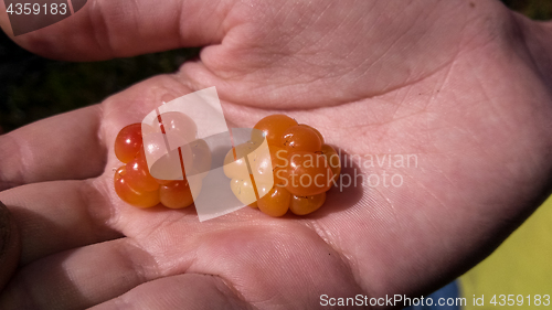 Image of cloudberry