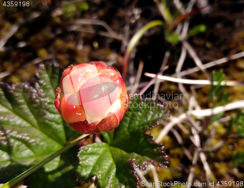 Image of cloudberry