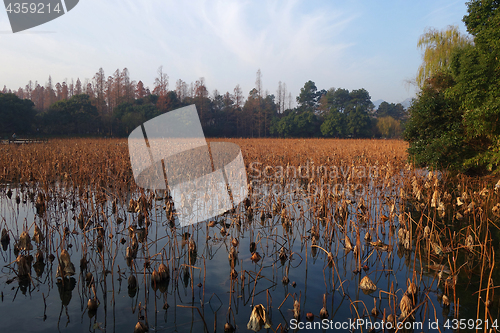 Image of Brown stems of dead lotus plants during winter