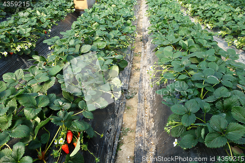 Image of Strawberries growing in lines 