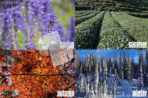 Image of Four seasons of year 