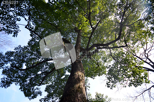 Image of Green leave of tree  