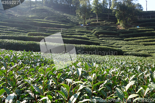 Image of Green chinese Longjing tea plantation