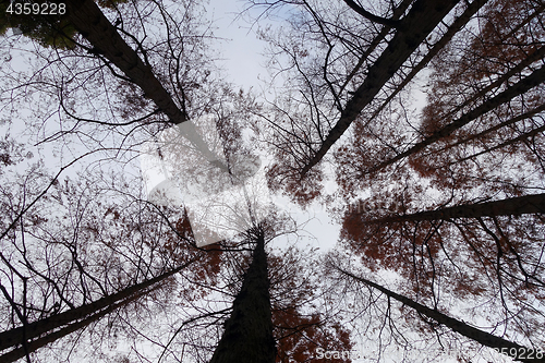 Image of Tree tops are illuminated by the setting sun