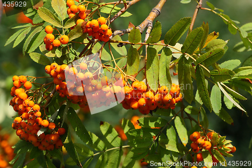 Image of Rowan tree